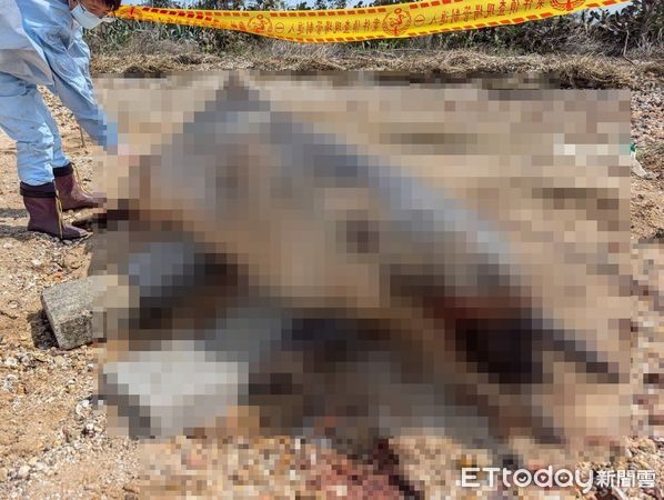 d8233781-1 ▲▼ 金門后沙海域驚見一隻中華白海豚擱淺死亡。(圖/記者林名揚翻攝,下同)