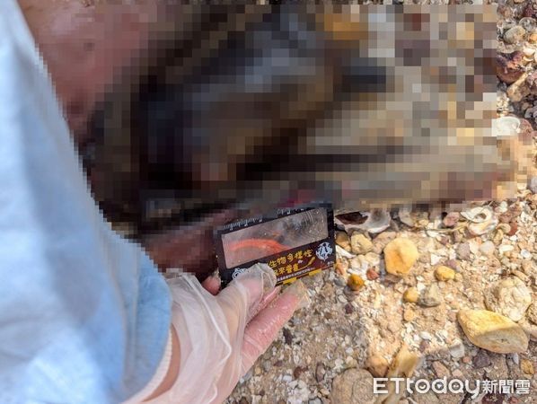 d8233782-1 ▲▼ 金門后沙海域驚見一隻中華白海豚擱淺死亡。(圖/記者林名揚翻攝,下同)