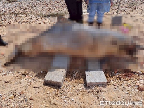 d8233783-1 ▲▼ 金門后沙海域驚見一隻中華白海豚擱淺死亡。(圖/記者林名揚翻攝,下同)
