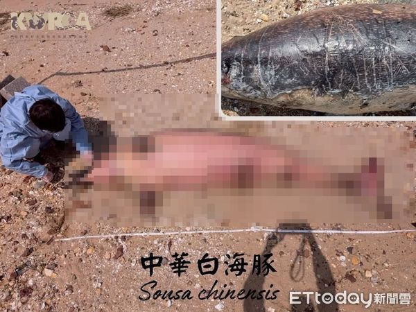 d8233784-1 ▲▼ 金門后沙海域驚見一隻中華白海豚擱淺死亡。(圖/記者林名揚翻攝,下同)