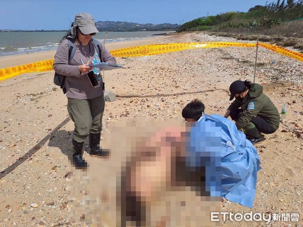 d8233785-1 ▲▼ 金門后沙海域驚見一隻中華白海豚擱淺死亡。(圖/記者林名揚翻攝,下同)