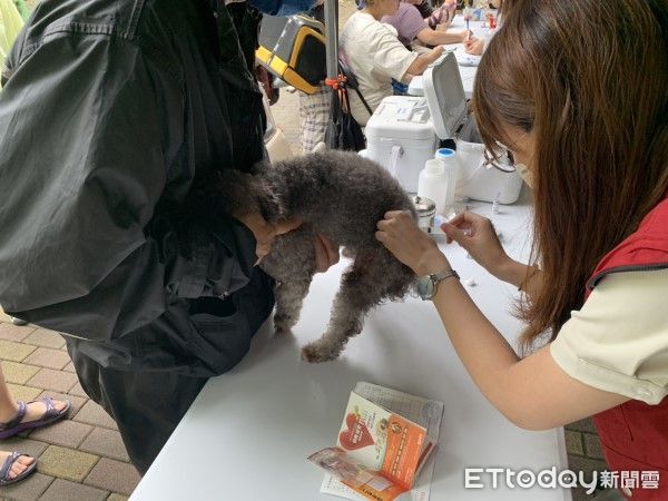 ▲鼬獾為台灣「狂犬病」主要傳播宿主！　新北動保擴大野生動物防疫（圖／新北市政府動物保護防疫處提供。）