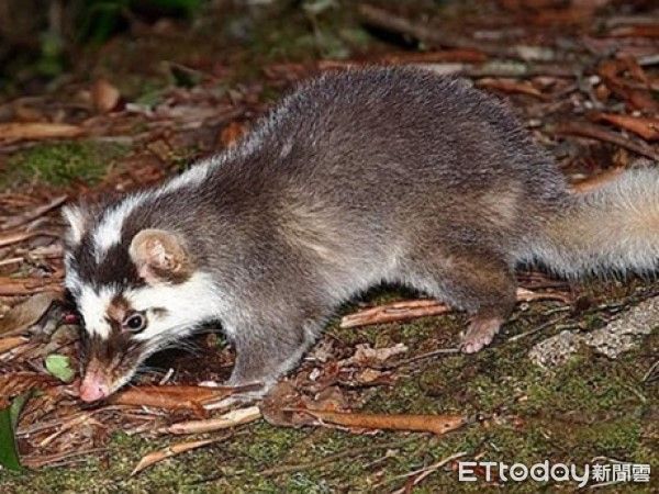 ▲鼬獾為台灣「狂犬病」主要傳播宿主！　新北動保擴大野生動物防疫（圖／新北市政府動物保護防疫處提供。）