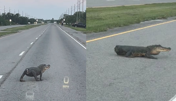 「身體只剩一半」女目睹無尾鱷魚過馬路　驚嚇：還以為是狗。（圖／翻攝自Facebook／Ashlyn Bartholomew ）