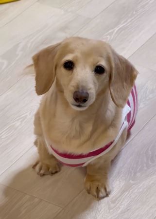 ▲。（圖／翻攝自X／@siawase1717）