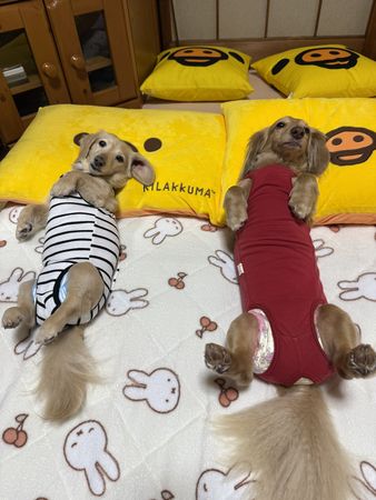 ▲。（圖／翻攝自X／@siawase1717）