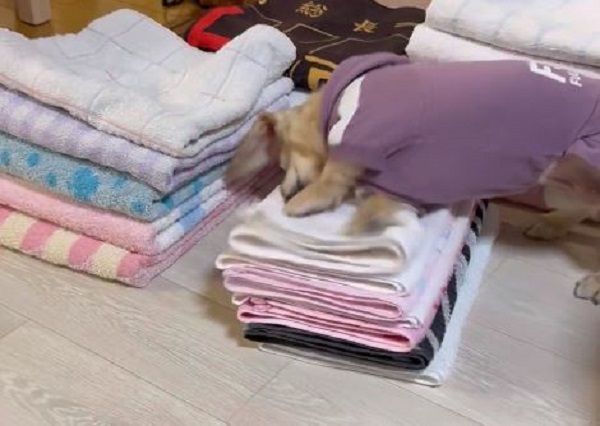 ▲。（圖／翻攝自X／@siawase1717）