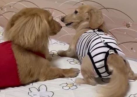 ▲。（圖／翻攝自X／@siawase1717）