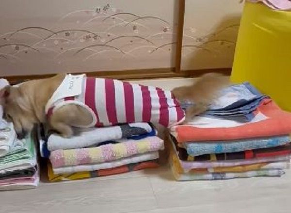 ▲。（圖／翻攝自X／@siawase1717）