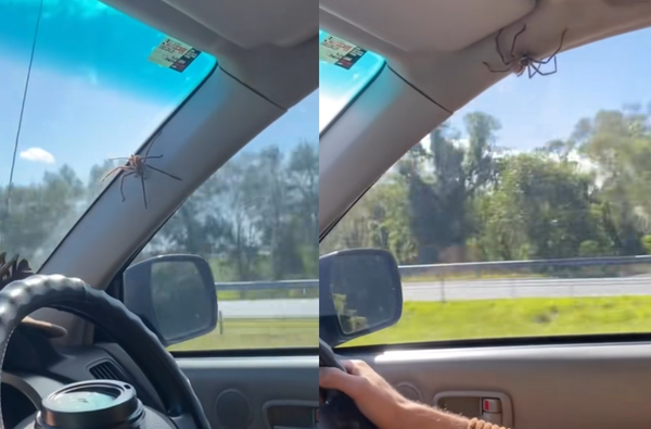 「巨型蜘蛛爬進駕駛座」11秒片爆紅　男1反應被讚爆：我早就翻車。（圖／翻攝自TikTok／russkileon）