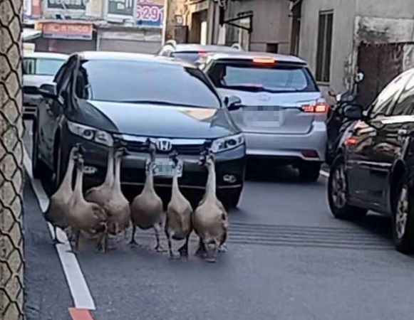 ▲彰化市8隻鵝群集體出走逛大街。（圖／民眾提供）