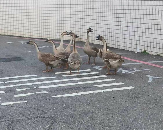▲彰化市8隻鵝群集體出走逛大街。（圖／民眾提供）