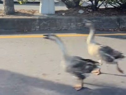 ▲彰化市8隻鵝群集體出走逛大街。（圖／民眾提供）