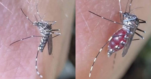 d8235726-1 大陸南京林業大學博士余文博時常拍攝科學科普影片,近日他「以身飼蚊」拍下了蚊子吸血的全過程。(圖/翻攝自微博)