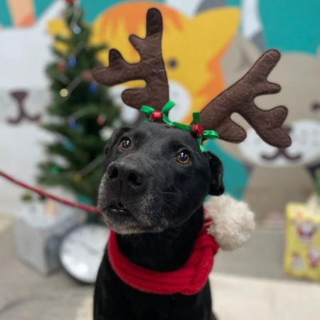 米克斯等家7年找到家（圖／新北市動保處提供）