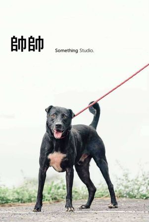 米克斯等家7年找到家（圖／新北市動保處提供）