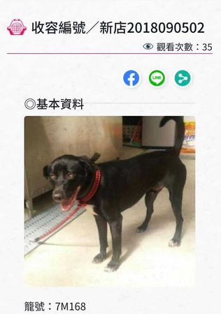 米克斯等家7年找到家（圖／新北市動保處提供）