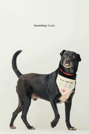 米克斯等家7年找到家（圖／新北市動保處提供）