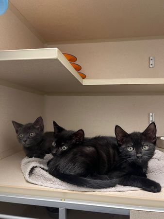 d8236708-1 路邊紙袋裝貓咪。(圖/翻攝自AMA Animal Rescue臉書)