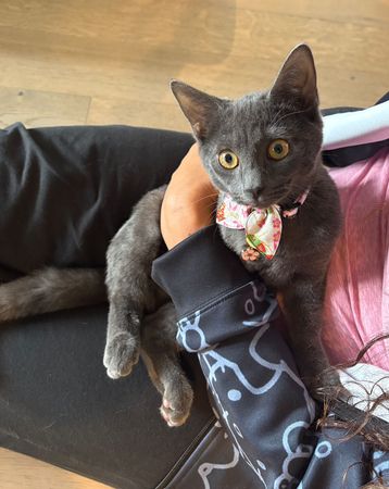 d8236710-1 路邊紙袋裝貓咪。(圖/翻攝自AMA Animal Rescue臉書)