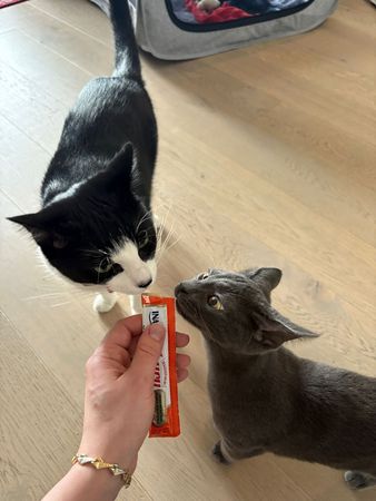 d8236712-1 路邊紙袋裝貓咪。(圖/翻攝自AMA Animal Rescue臉書)