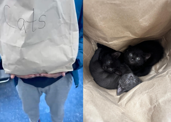d8236716-1 路邊紙袋裝貓咪。(圖/翻攝自AMA Animal Rescue臉書)