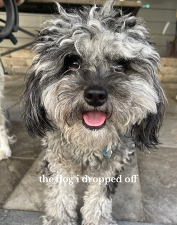 d8237426-1 狗狗剪毛很生氣。(圖/翻攝自Tiktok@maddiehilaski)