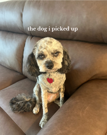 d8237427-1 狗狗剪毛很生氣。(圖/翻攝自Tiktok@maddiehilaski)