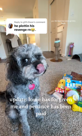 d8237428-1 狗狗剪毛很生氣。(圖/翻攝自Tiktok@maddiehilaski)