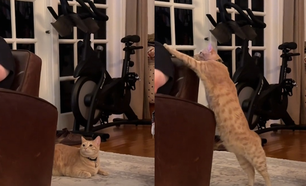 d8237551-1 害羞橘貓肚子餓不敢喵喵叫 「伸禮貌手」拍拍主人:給我飯飯。(圖/翻攝自TikTok/sanvicenteblvd)