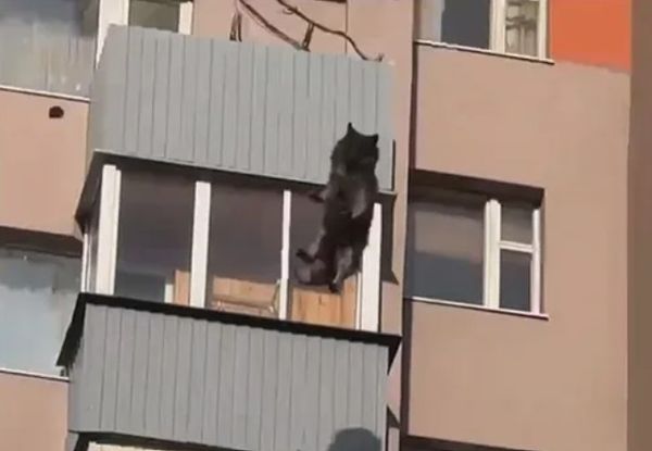 ▲▼俄羅斯一隻牧羊犬疑因遭受虐待，不堪在炎熱天氣中受困陽台，而從15樓跳下喪命。（圖／翻攝自X）