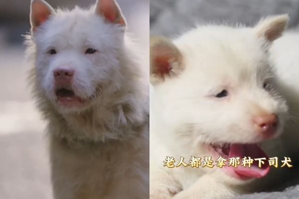 d8238138 ▲下司犬。(圖/翻攝自微博)