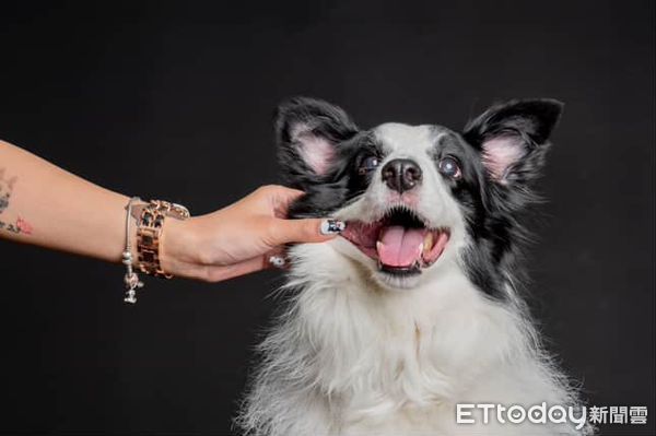 d8238301 ▲邊境牧羊犬搗蛋被媽質問 掃地機器人秒回:我在充電呢!。(圖/網友@nini_chang0720提供,請勿隨意翻拍,以免侵權。)