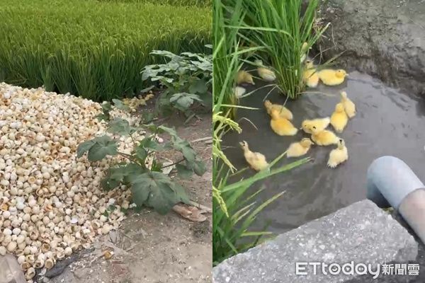 d8238334 ▲▼ 雲林大埤一團小鴨在馬路、水溝裡亂竄。(圖/吳小姐授權提供)