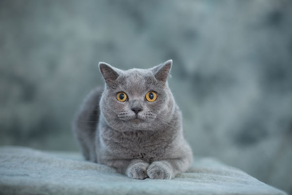 ▲▼  英國短毛貓,英短,貓咪,貓。（示意圖／VCG）