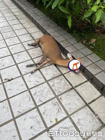 d8239123-1 ▲(圖/網友@hrka1236提供,請勿隨意翻拍,以免侵權。)