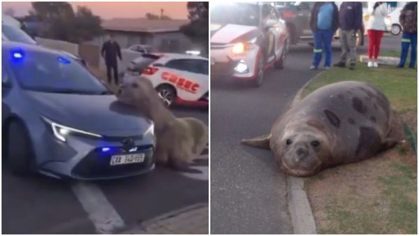d8239978-1 象鼻海豹迷路了,還把頭放到車子上。(翻攝X)
