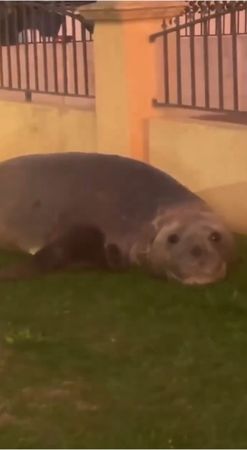 d8239979-1 可愛片/圓滾滾象鼻海豹迷路了 拖2公噸身體漫步小鎮