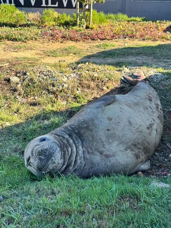 d8239980-1 可愛片/圓滾滾象鼻海豹迷路了 拖2公噸身體漫步小鎮