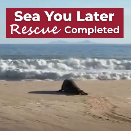 d8239981-1 可愛片/圓滾滾象鼻海豹迷路了 拖2公噸身體漫步小鎮