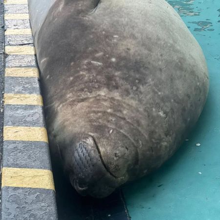 d8239982-1 可愛片/圓滾滾象鼻海豹迷路了 拖2公噸身體漫步小鎮