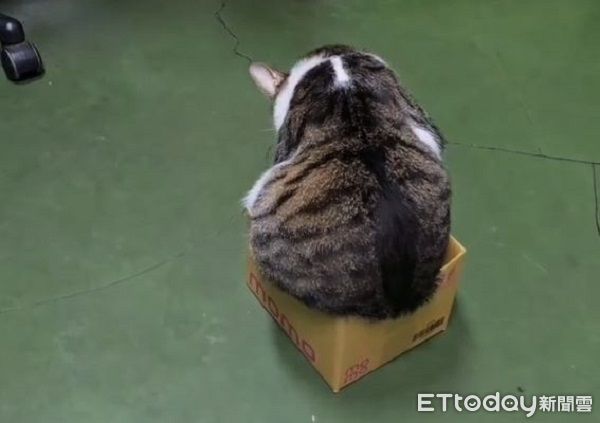 ▲。（圖／Instagram／＠yaoo_metalcraft_提供）