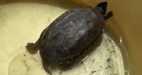 d8240987-1 養3年烏龜斷氣…四川女心碎埋盆栽 2個月後竟「活過來了」