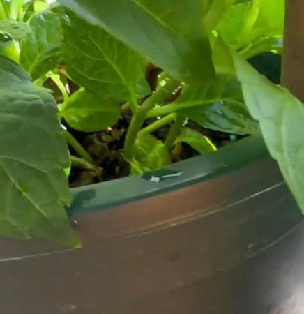 d8240988-1 養3年烏龜斷氣…四川女心碎埋盆栽 2個月後竟「活過來了」