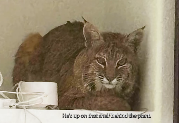 警員跟山貓玩雷射筆。（圖／翻攝自Jefferson County Sheriff`s Office臉書）