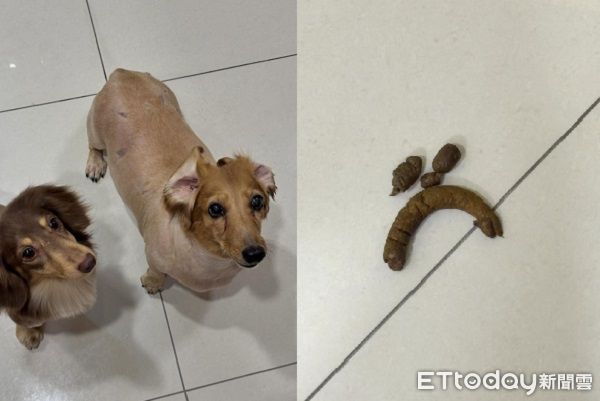 d8242605-1 ▲。(圖/Threads@@niou__________)