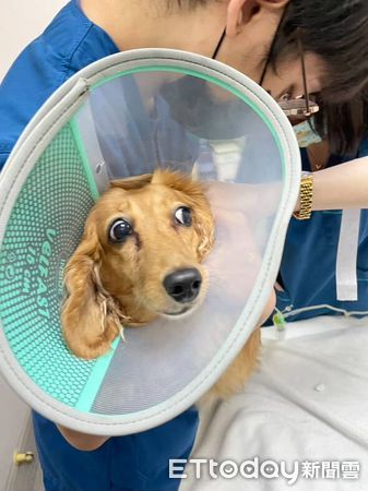 d8242606-1 ▲。(圖/Threads@@niou__________)