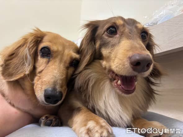 d8242607-1 ▲。(圖/Threads@@niou__________)