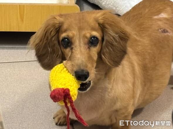 d8242609-1 ▲。(圖/Threads@@niou__________)