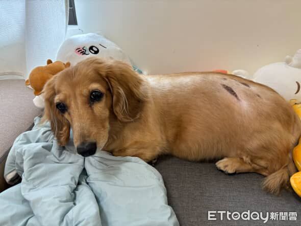 d8242610-1 ▲。(圖/Threads@@niou__________)